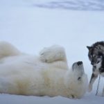 Polar bear forms unlikely friendship