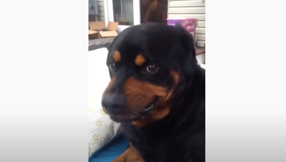 Dog, Mean Face, Face, funny, dad, rottweiler, puppy,