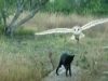 Cat, Owl, Food, unlikely friendship, friends, friendship, animals, weird,
