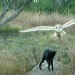 Unlikely friendship between a Cat and Owl