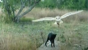Cat, Owl, Food, unlikely friendship, friends, friendship, animals, weird,