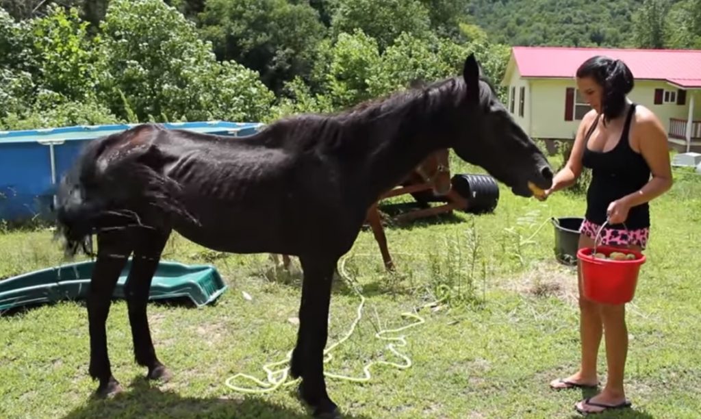 Abandoned Horse, rescue, Help, Horse, Abandoned, beggin, amazing story, animals,
