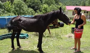 Abandoned Horse, rescue, Help, Horse, Abandoned, beggin, amazing story, animals,