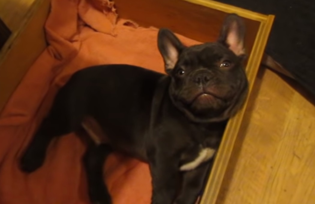 Mom, French Bulldog, Bed, French, Bulldog, dog, pet, cuteness, cute, adorable, funny,