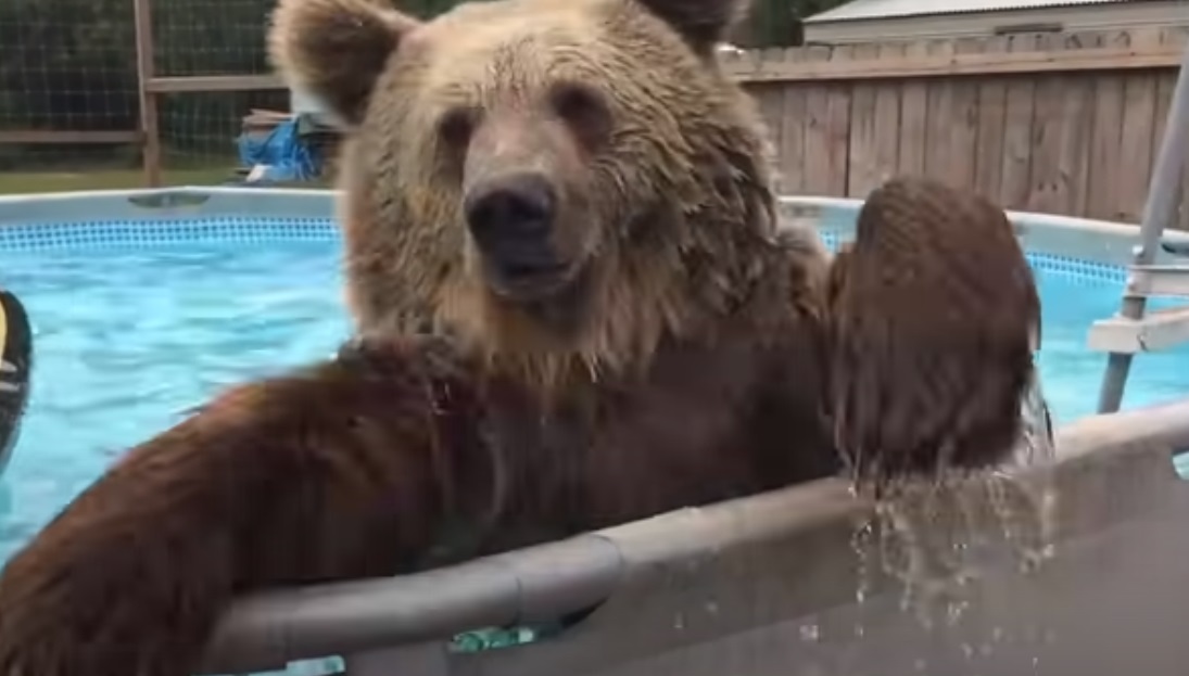 Backyard, amazing, swiming bear, bear, jump, bear, cute video, beautiful, happy,