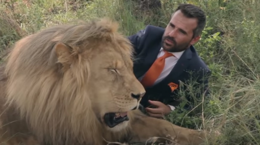 Suit-Wearing, Football, Wild Lion, Wild, Lion, Suit, amazing, trending, Forest, fashion, ad,