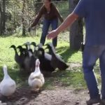 Ducks See Water for the first time