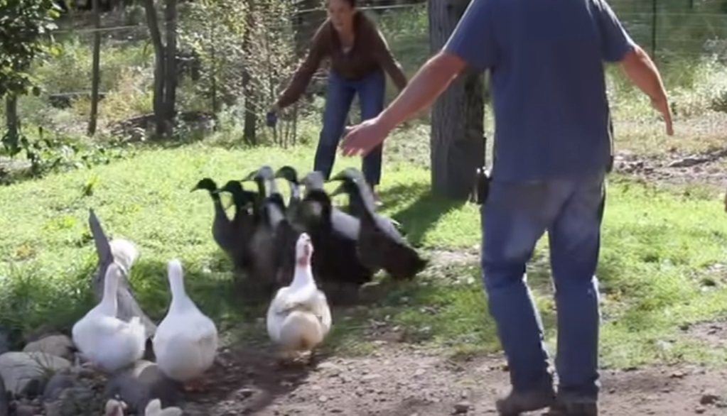 Ducks, swimming, freedom, birds, happy, beautiful, animals, trending,