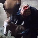 Horse Gave Birth To A Beautiful Twin