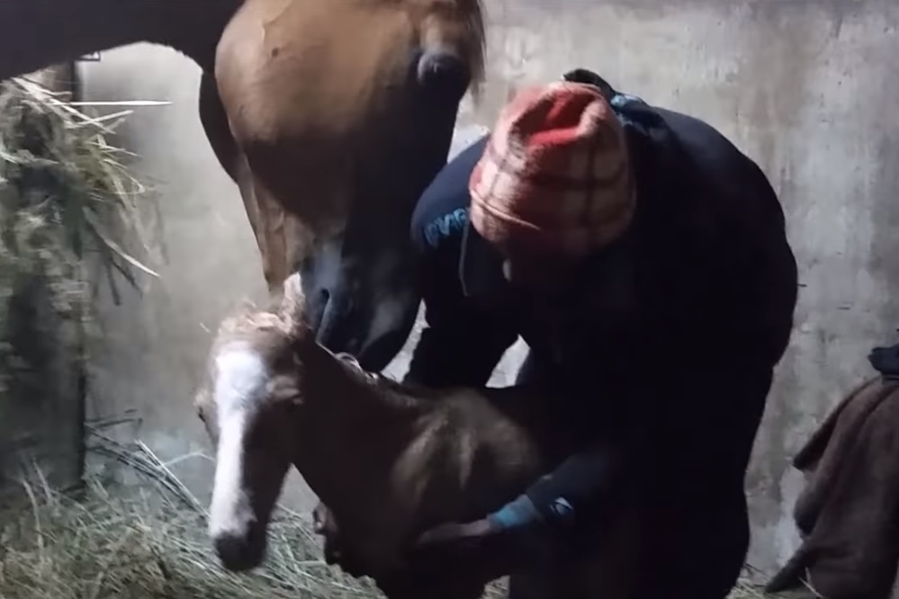 Horse, Gave Birth, Beautiful Foal, foal, Miracle, Birth,