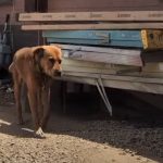 Dog Spent His Whole Life Chained