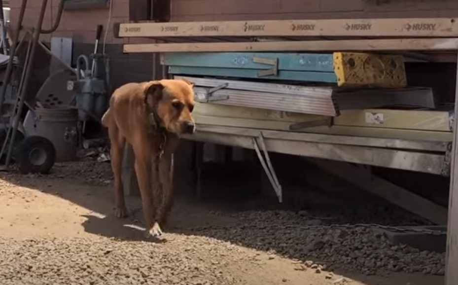 This Dog, Spent, His Whole Life, Chained,chained dog,chains,dog,pets,video,Life
