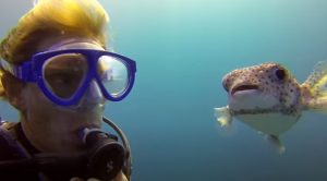 Selfie, Underwater, Underwater Selfie, PufferFish, Fish, Diver, Ocean, Amazing,