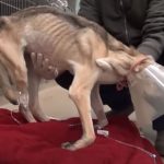 Angels Save this dogs life