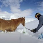 Snowboarder save the life of freezing horse