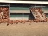 Chickens, Chicken, Free-Range, Camera, Film, hidden camera, farm, farmer, ranche,