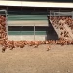 Impressive Free-Range Chickens