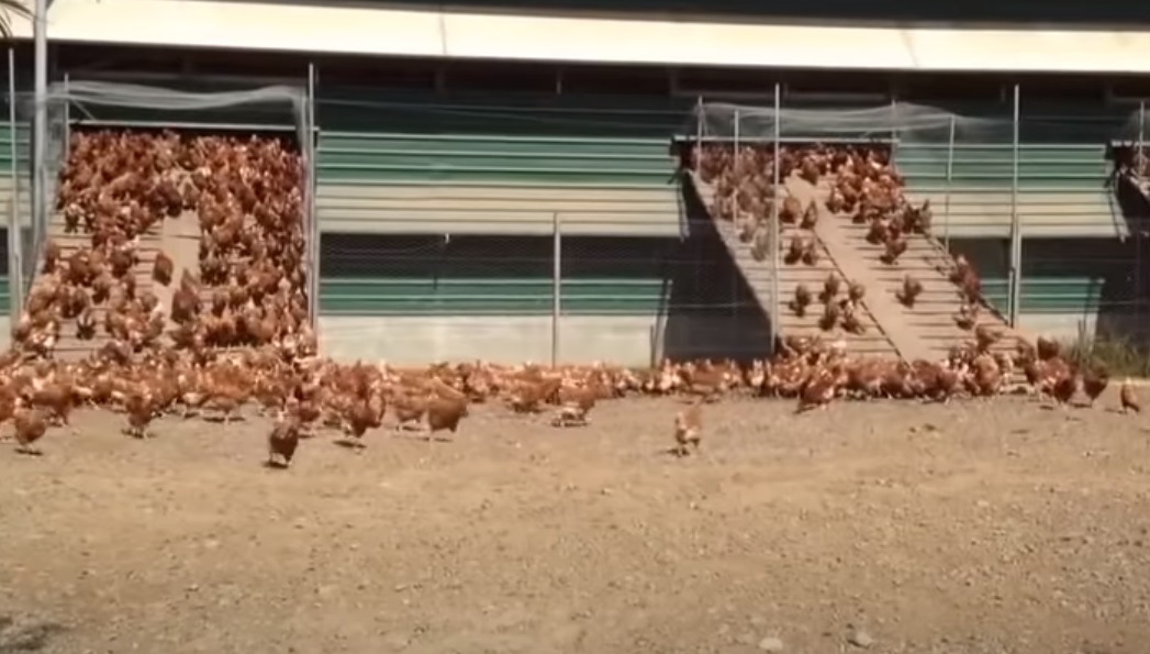 Chickens, Chicken, Free-Range, Camera, Film, hidden camera, farm, farmer, ranche,
