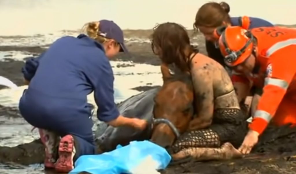 Chills, Story, Horse, Sad, Friends, true friends, love animals, Sink, Mud, inspiring,