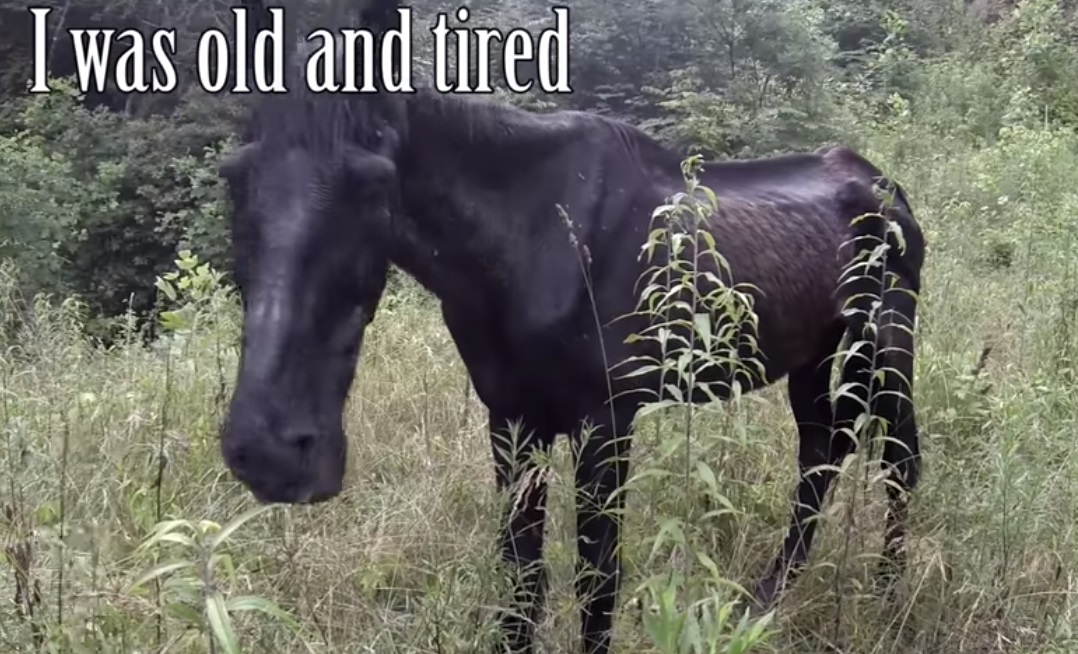 Abandoned Horse, rescue, Help, Horse, Abandoned, beggin, amazing story, animals,