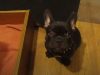 Mom, French Bulldog, Bed, French, Bulldog, dog, pet, cuteness, cute, adorable, funny,