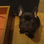 Mom Tells Her French Bulldog To Go To Bed