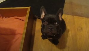 Mom, French Bulldog, Bed, French, Bulldog, dog, pet, cuteness, cute, adorable, funny,