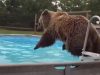 Backyard, amazing, swiming bear, bear, jump, bear, cute video, beautiful, happy,