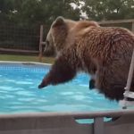 Bear enjoy the pool party in backyard