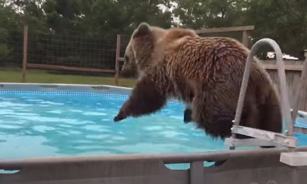 Backyard, amazing, swiming bear, bear, jump, bear, cute video, beautiful, happy,