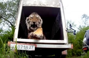 Rare, Tiger, Freedom, Free, footage, Beautiful Creature, Wild, Animals,