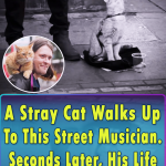 A stray Cat change this musicians life