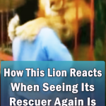 Amazing reunion between a lion and a rescuer