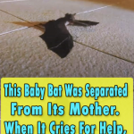 Baby Bat Was Separated From Its Mother