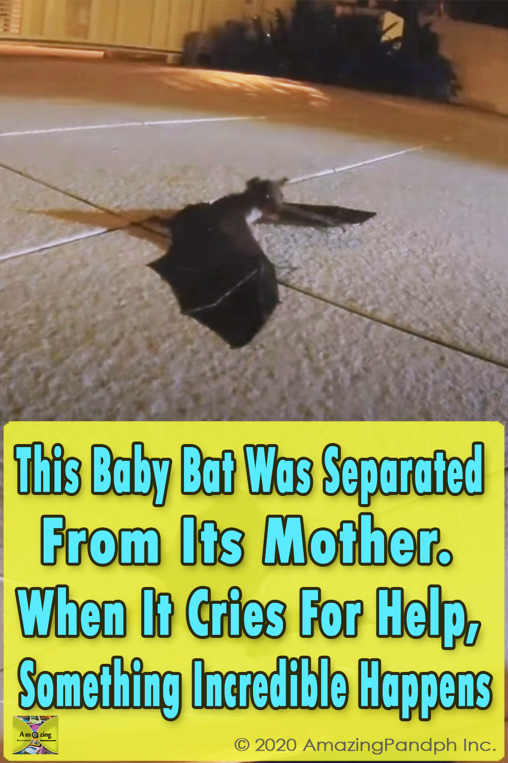 Baby Bat, Separated, Mother, Baby, Bat, cute, Story, Touching, Precious,