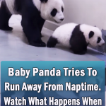 Baby Panda Tries To Run Away From Naptime