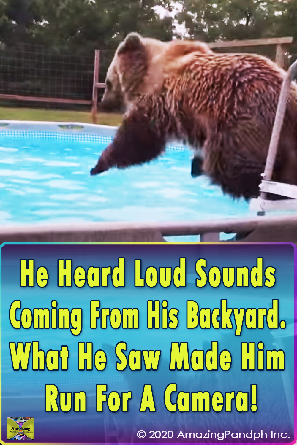 Backyard, amazing, swiming bear, bear, jump, bear, cute video, beautiful, happy,