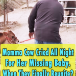 Cow Cried All Night For Her Missing Baby