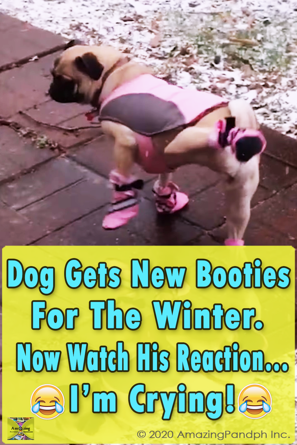Dog, Booties, Winter, Boot, Hilarious, funny, puppies,