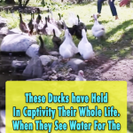 Ducks See Water for the first time