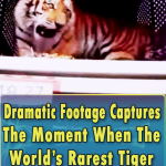 Emotional release of a Siberian Tiger