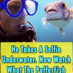 Diver get Selfie with a PufferFish