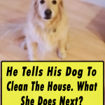 Dog Clean The House