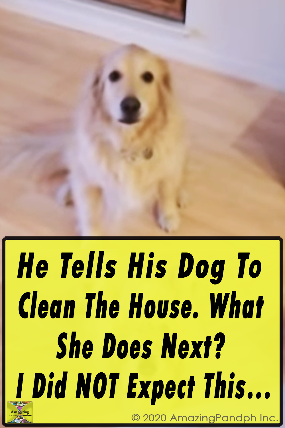 Dog Clean, The House,Dog ,Clean The House,The House, Clean, House,video