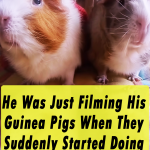 He Was Just Filming His Guinea Pigs