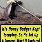 Escaping Honey Badger