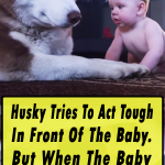 Husky Act Tough In Front Of The Baby