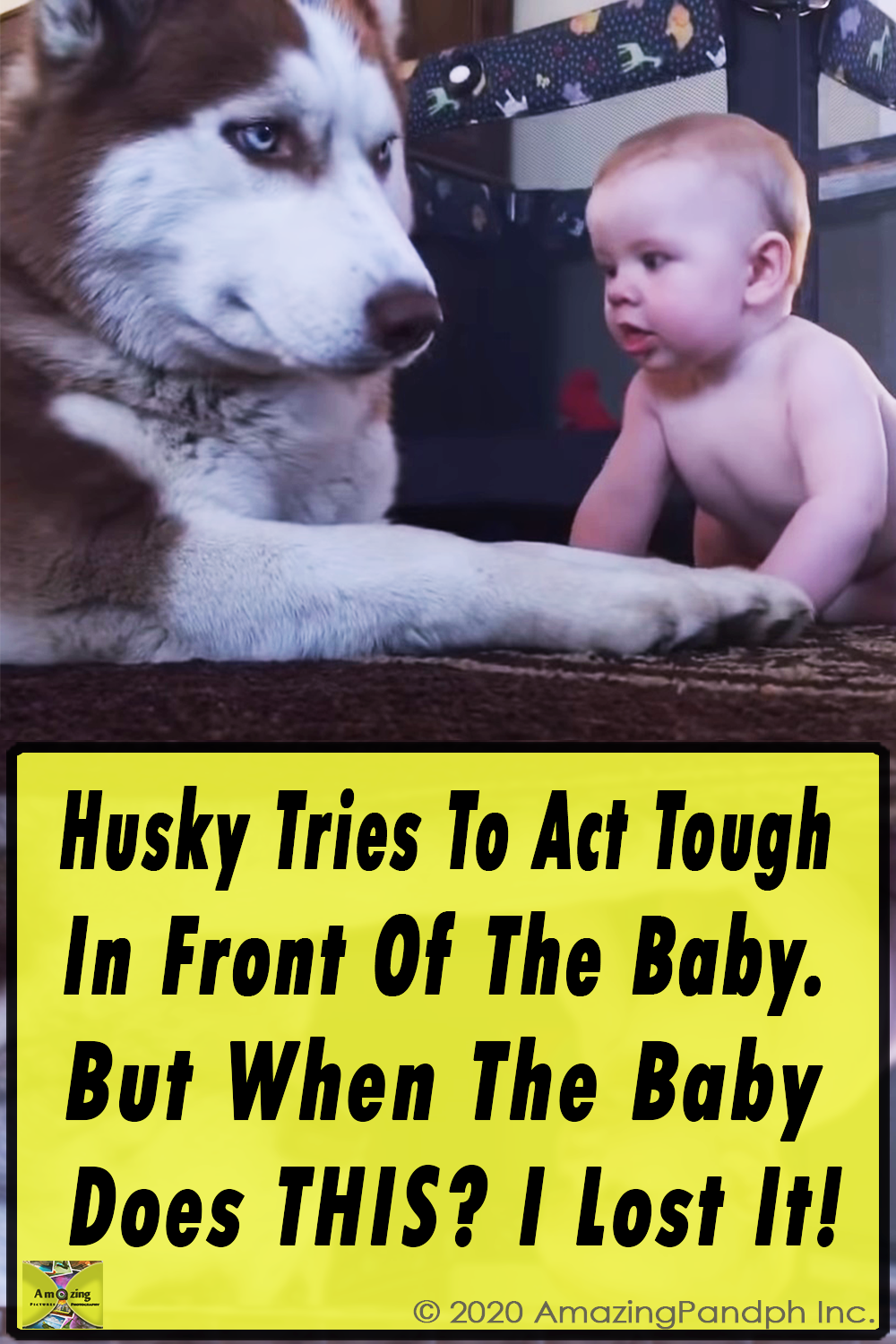 Husky, Act Tough In Front Of ,The Baby,baby,babies,cute baby,cute dog,cute video,video