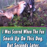 Fox Snuck Up On The Dog