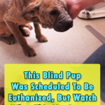 Inspiring Rescue Story of a blind Pup